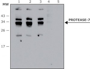 Anti- Protease-7 antibody produced in rabbit 