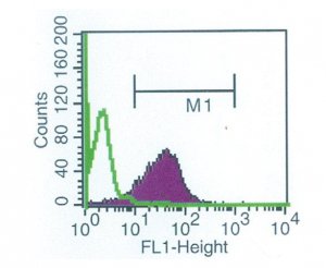 Anti-Shiga Toxin 1, B Subunit-FITC antibody, Mouse monoclonal SAB4200799-100UL