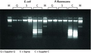 GenElute� Bacterial Genomic DNA Kits NA2100-1KT