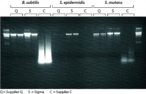 GenElute� Bacterial Genomic DNA Kits NA2100-1KT