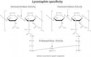 Lysostaphin from Staphylococcus staphylolyticus 