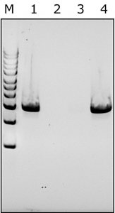 Lysostaphin from Staphylococcus staphylolyticus 