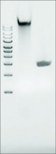 Microbial DNA standard from Bacillus subtilis MBD0018-0.3UG