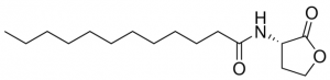 N-Dodecanoyl-L-homoserine lactone 
