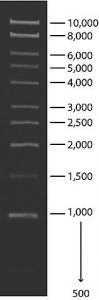 1 kb DNA Ladder 
