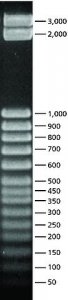 50 bp DNA Step Ladder 