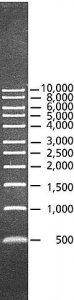 DirectLoad� 1 kb DNA Ladder 