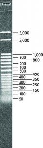 DirectLoad� 50 bp DNA Step Ladder 