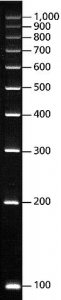DirectLoad� PCR 100 bp Low Ladder 