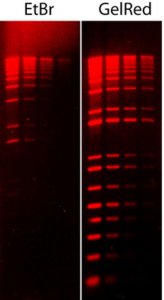 GelRed� Nucleic Acid Stain 3X Water SCT121