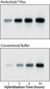 PerfectHyb� Plus Hybridization Buffer 