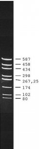 pUC18 DNA Hae III Digest 
