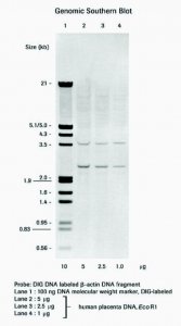 DIG DNA Labeling and Detection Kit 11093657910