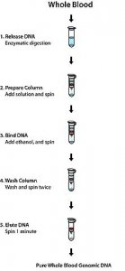 GenElute� Blood Genomic DNA Kit NA2010-1KT