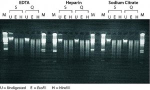 GenElute� Blood Genomic DNA Kit NA2010-1KT