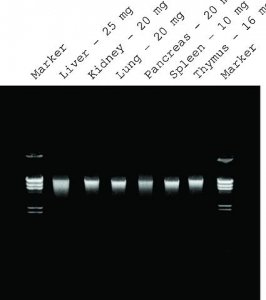 GenElute� Mammalian Genomic DNA Miniprep Kits G1N350-1KT