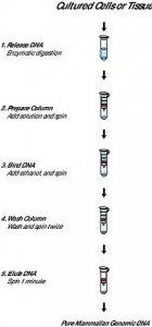 GenElute� Mammalian Genomic DNA Miniprep Kits G1N10-1KT