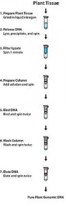 GenElute� Plant Genomic DNA Miniprep Kit G2N350-1KT