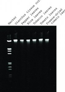 GenElute� Plant Genomic DNA Miniprep Kit G2N350-1KT