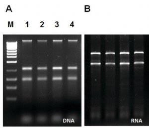 GenElute� Water RNA/DNA Purification Kit - 0.45 m RDP100-25RXN