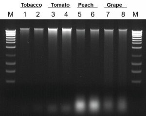 Plant/Fungi DNA Isolation Kit 