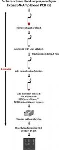 REDExtract-N-Amp� Blood PCR Kit XNABR-1KT