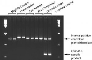 REDExtract-N-Amp� Plant PCR Kit XNAPR-1KT