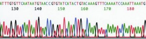 REDExtract-N-Amp� Seed PCR Kit XNAS-1KT