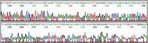 REDExtract-N-Amp� Seed PCR Kit XNAS-1KT