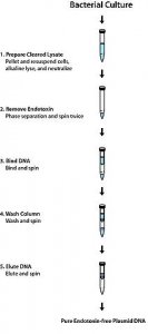 GenElute� Endotoxin-free Plasmid Midiprep Kit PLED35-1KT