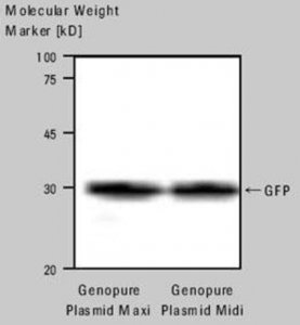 Genopure Plasmid Midi Kit 3143414001