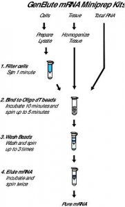 GenElute� Direct mRNA Miniprep Kits DMN70-1KT