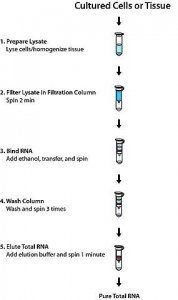 GenElute� Mammalian Total RNA Miniprep Kit RTN350-1KT