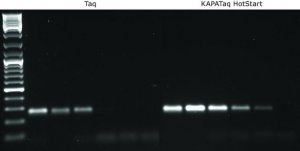 KAPA Taq ReadyMix KK1006