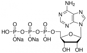 Adenosine 5-triphosphate disodium salt solution 