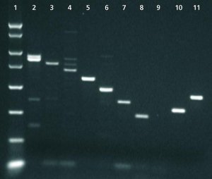 Enhanced Avian Reverse Transcriptase [eAMV� RT] 