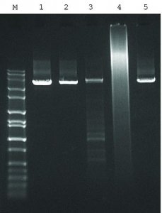 JumpStart� AccuTaq� LA DNA Polymerase 