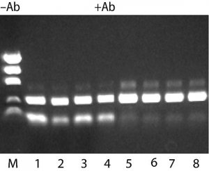 JumpStart� REDTaq� DNA Polymerase 