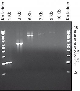 JumpStart� Taq DNA Polymerase 