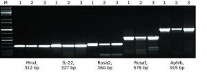 KAPA2G Fast HotStart Genotyping Mix 