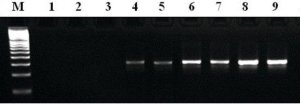 MTP� Taq DNA Polymerase 