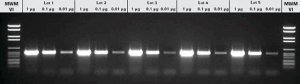 PCR Master 11636103001