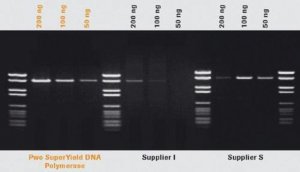 Pwo SuperYield DNA Polymerase 