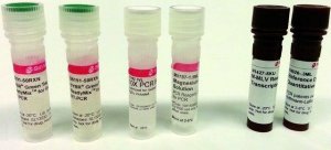 SYBR� Green Quantitative RT-qPCR Kit QR0100-1KT