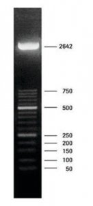 DNA Molecular Weight Marker XIII (50 bp ladder) 11721925001