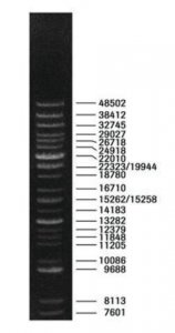 DNA Molecular Weight Marker XV (Expand� DNA Molecular Weight Marker) 11721615001