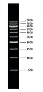 DNA Molecular Weight Marker XVII (500 bp ladder) 11855646001