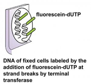 In Situ Cell Death Detection Kit, Fluorescein 11684795910