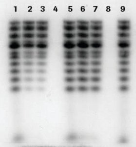 mini Quick Spin RNA Columns 11814427001