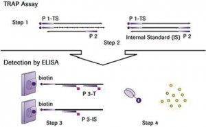TeloTAGGG� Telomerase PCR ELISAPLUS 12013789001